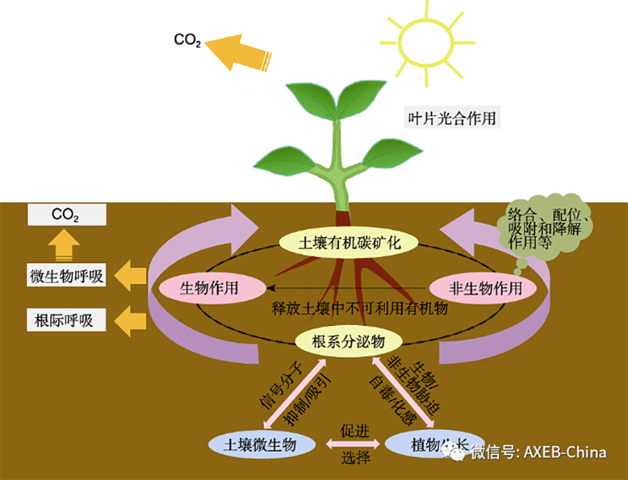 【“劲劲”乐道】小小酚酸作用大