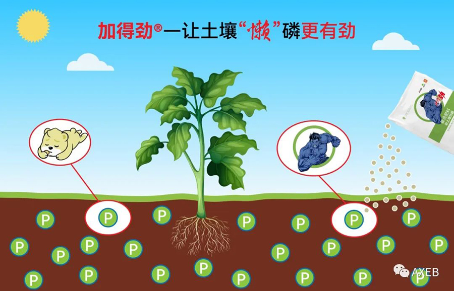 【劲磷篇】加得劲®—让土壤“懒”磷更有劲