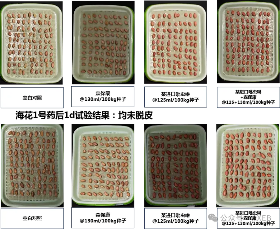 真菌疫苗帮花生种植户实现拌种早发芽早发根的梦想