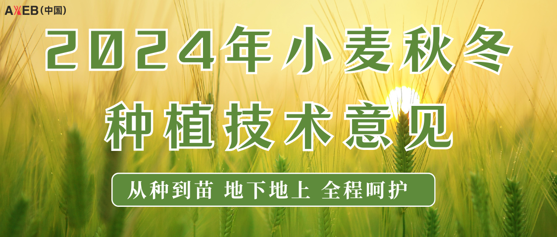 从种到苗 地下地上 全程呵护丨2024年小麦秋冬种植技术意见